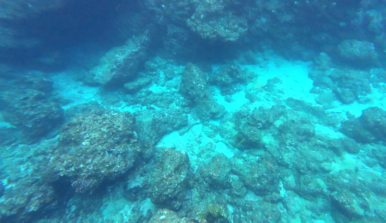 海底サンゴ礁
