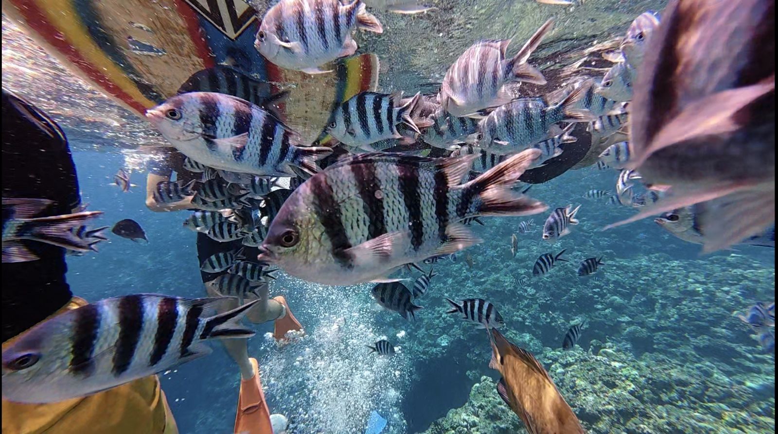 水中の魚