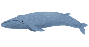 シロナガスクジラのイラスト